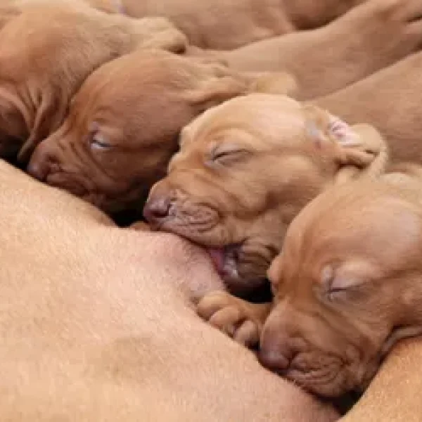 Feeding the Pregnant Dog