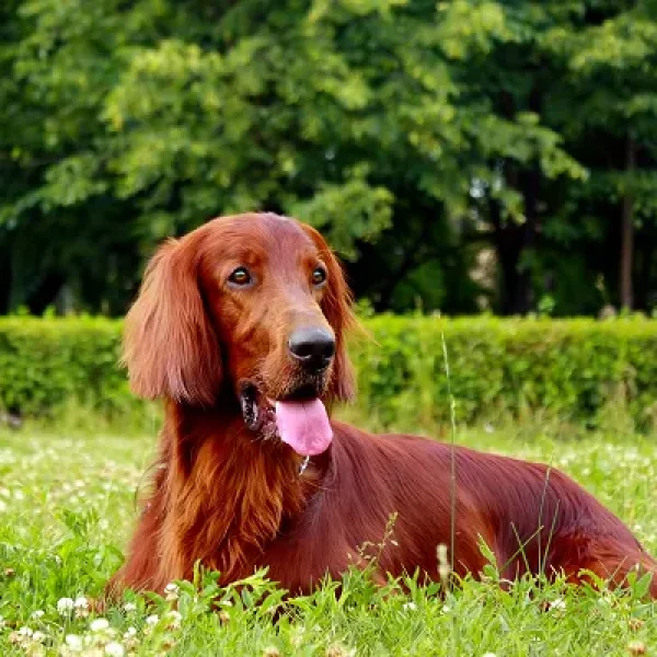 Fibrosarcomas in Dogs