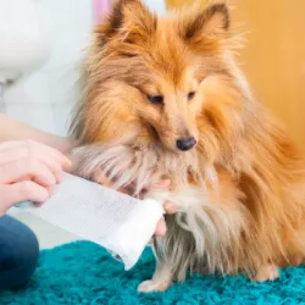 First Aid for Bleeding in Dogs