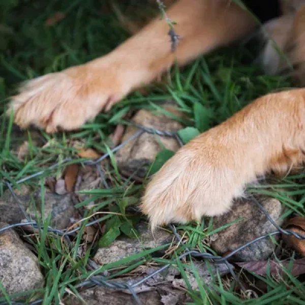First Aid for Broken Nails in Dogs