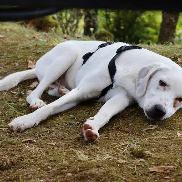 First Aid for Dogs - Shock, Rescue Breathing, and CPR