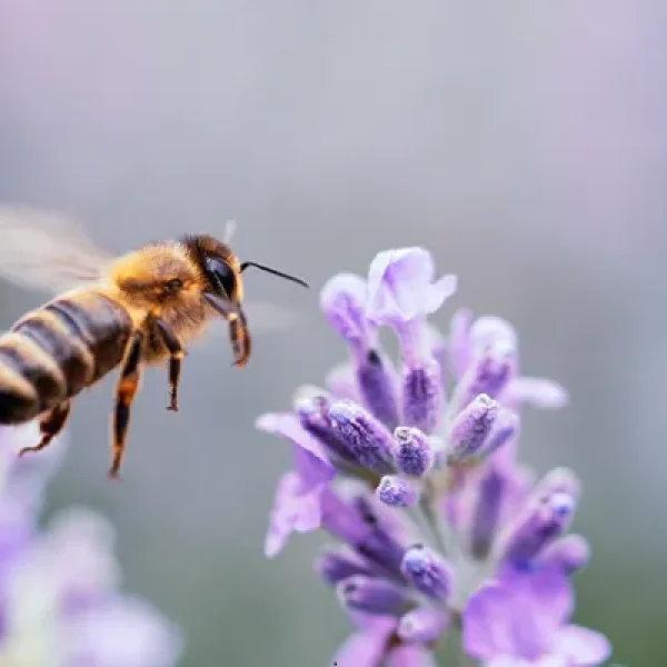First Aid for Insect Stings in Dogs
