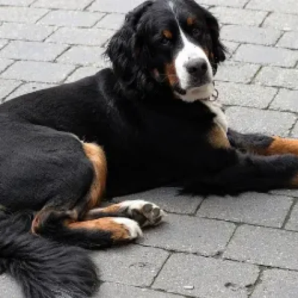 First Aid for Tail Injuries in Dogs