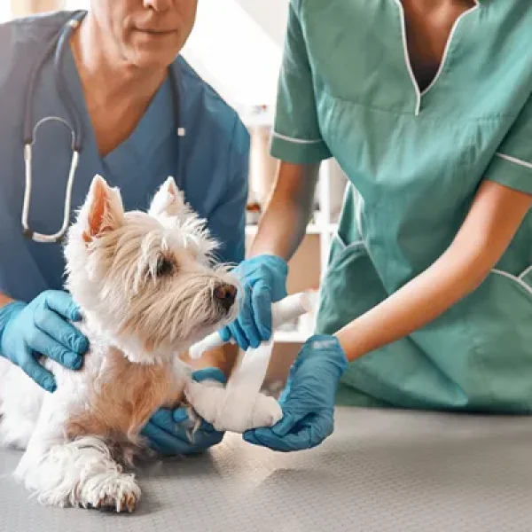 First Aid for Torn or Injured Foot Pads in Dogs