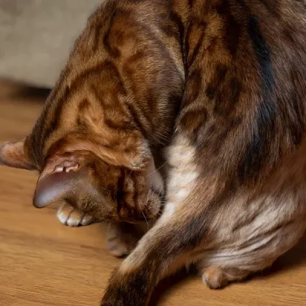 Flea Allergy Dermatitis in Cats