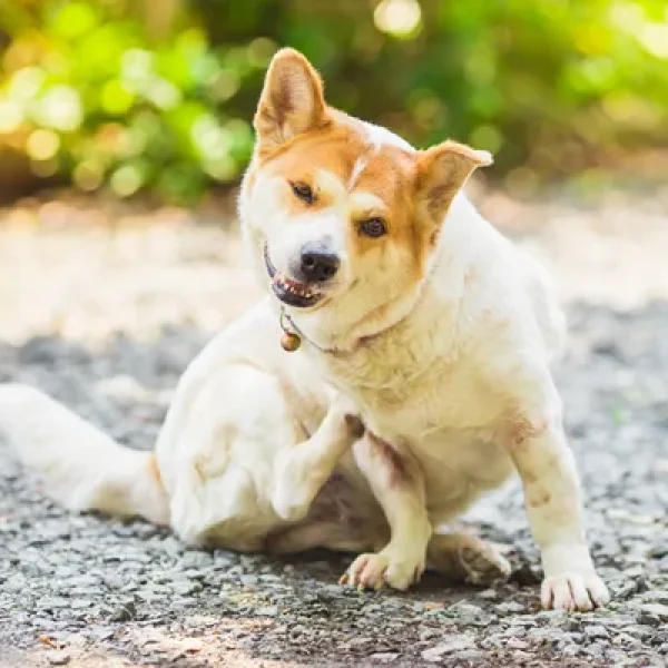 Flea Allergy Dermatitis in Dogs