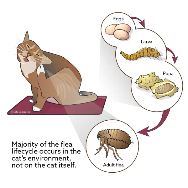 Flea Control in Cats