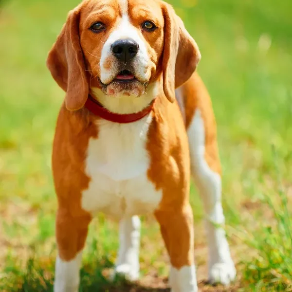 Food Allergies in Dogs