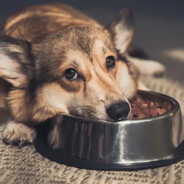 Food Bowl Aggression in Dogs