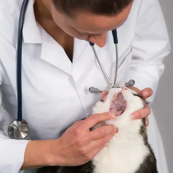 Fractured Teeth in Cats