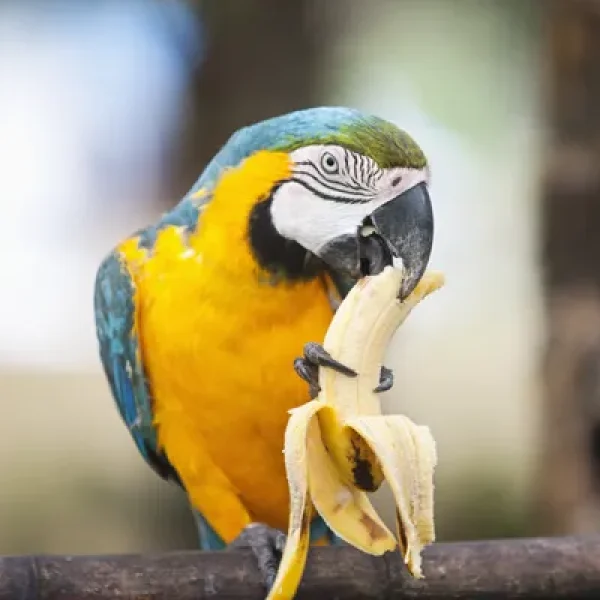 Fruits and Vegetables in Birds' Diets