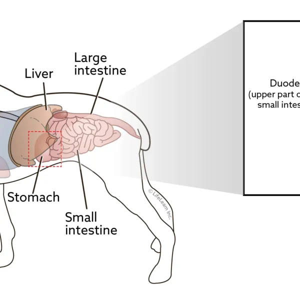Gastrointestinal Endoscopy in Dogs