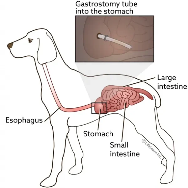 Gastrostomy Tube Feeding in Dogs