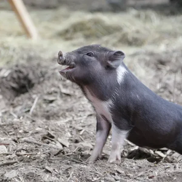 General Facts About Mini-Pigs
