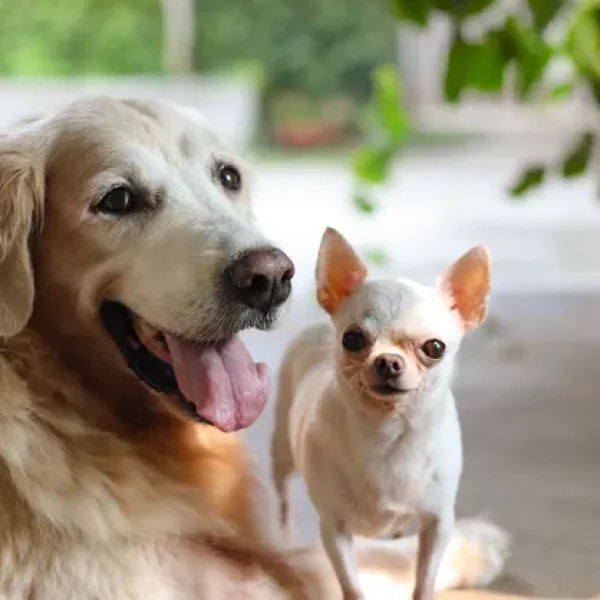 Genetics Basics Breed Determination