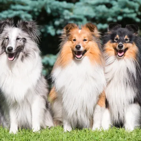 Genetics Basics Coat Color Genetics in Dogs