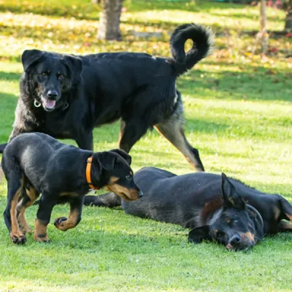 Genetics Basics Modes of Inheritance