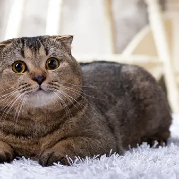 Genetics Basics Mutations vs Markers