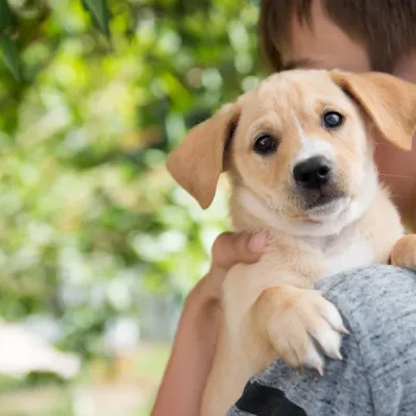 Getting Your Puppy Started Off Right