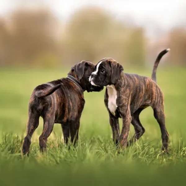 Getting a Second Dog