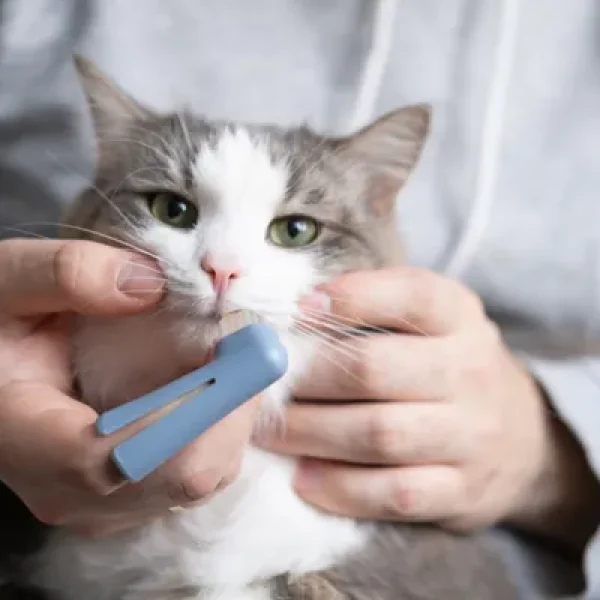 Gingivitis and Stomatitis in Cats