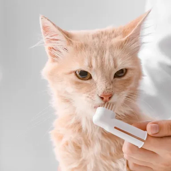 Halitosis in Cats