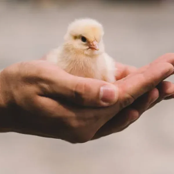 Hand-Feeding Baby Birds