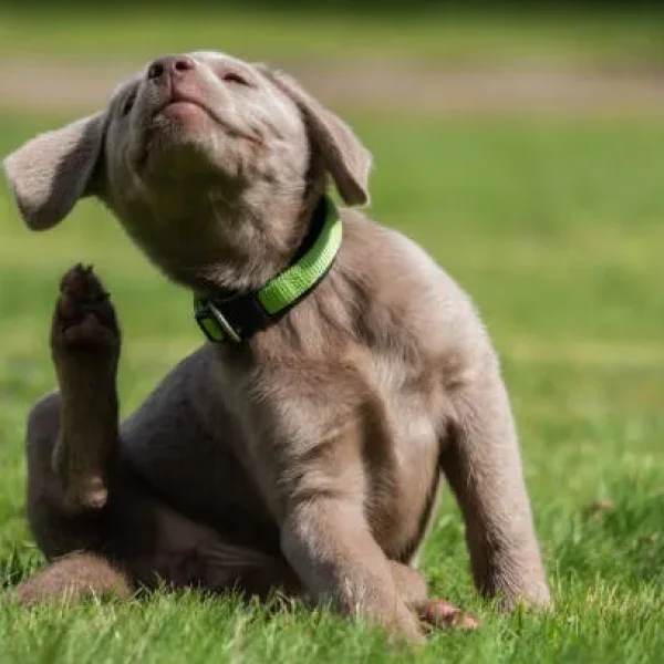 Harvest Mite Infestations in Dogs