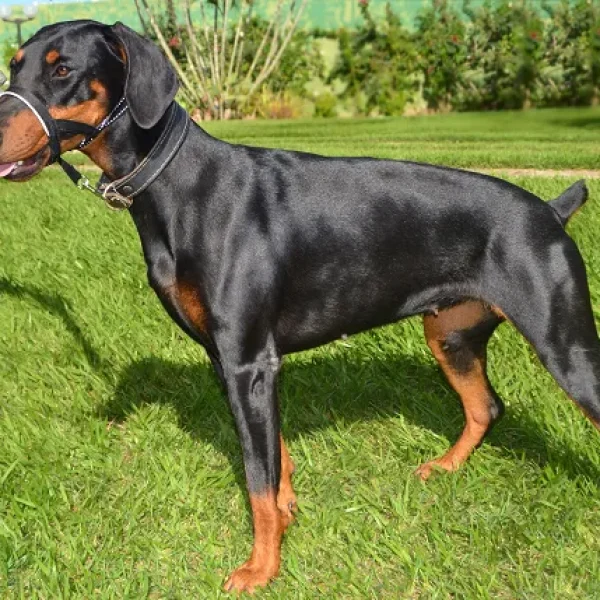 Head Halter Training for Dogs