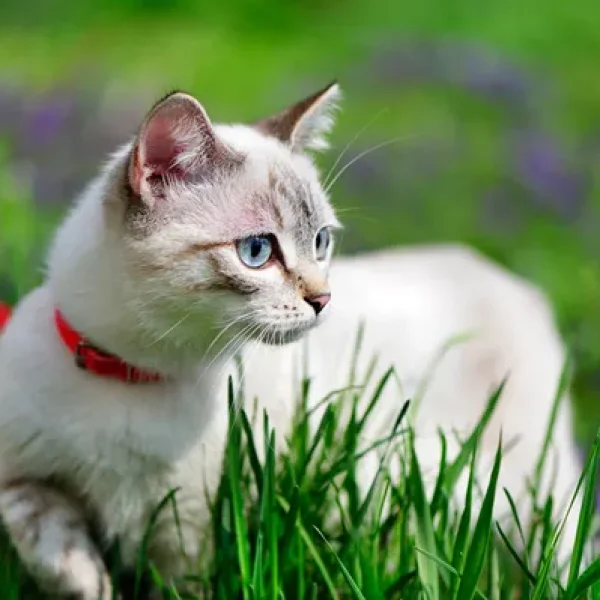 Heartworm Disease in Cats Treatment
