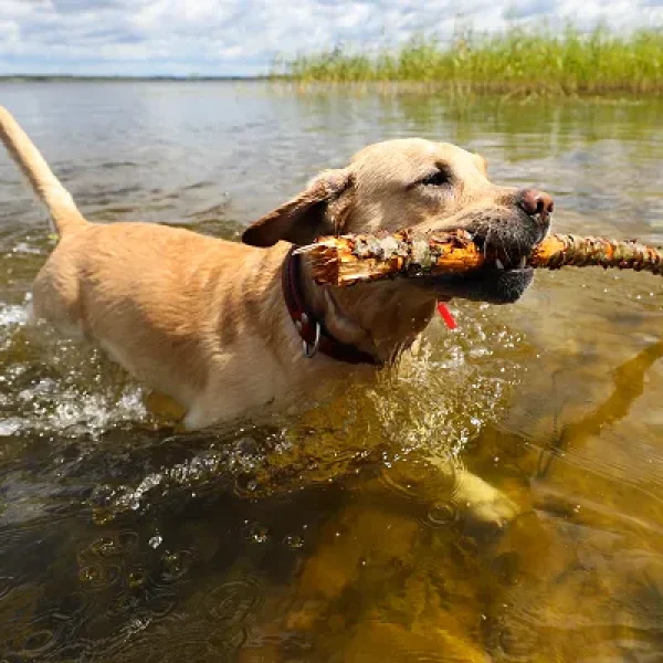 Heartworm Disease in Dogs Treatment