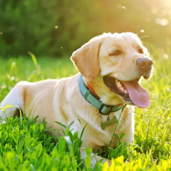 Heartworm Disease in Dogs