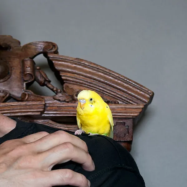 Height Dominance Issues in Birds