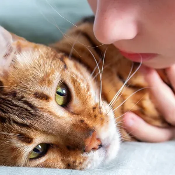 Helping Your Grieving Pet