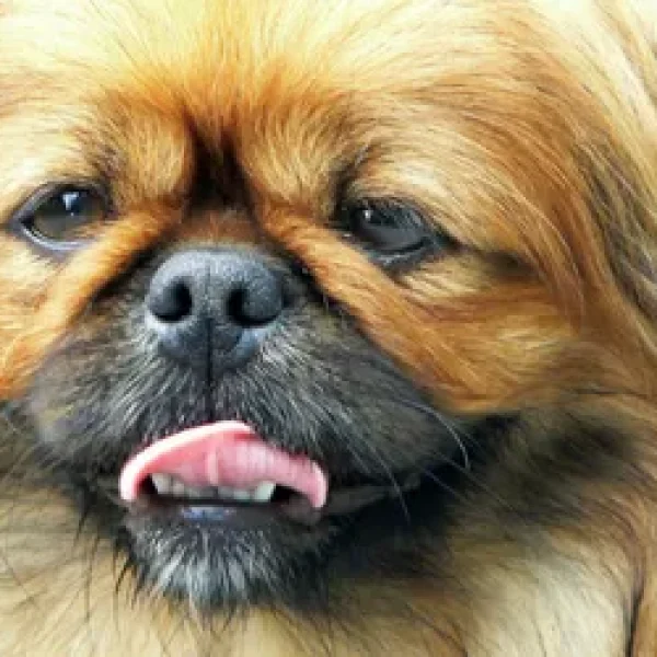 Hepatoid Gland Tumors