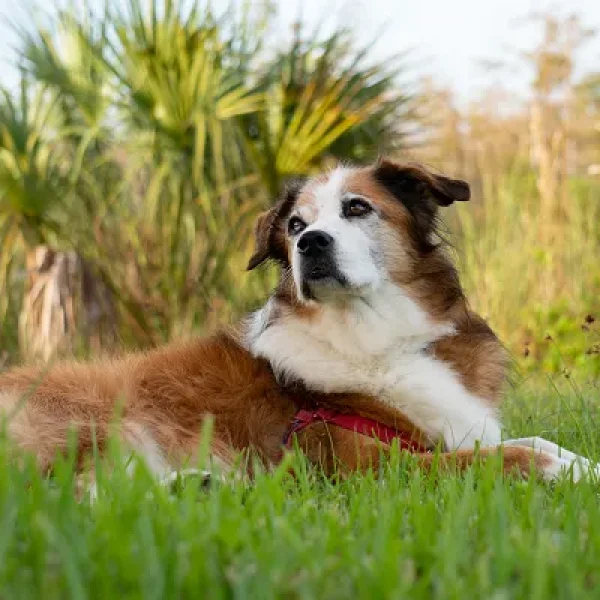 Hepatozoonosis in Dogs