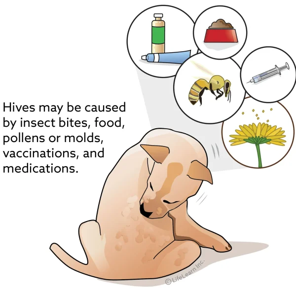 Hives (Urticaria) in Dogs