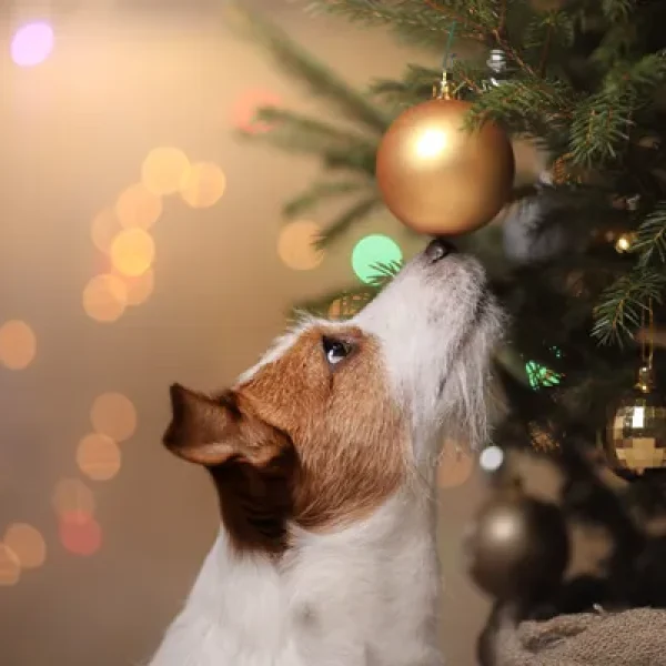 Holiday Safety Tips for Dog Owners