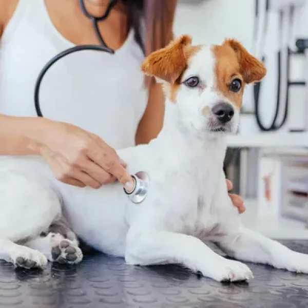 Holter Monitor in Dogs