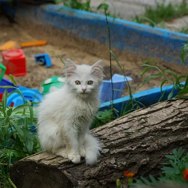 Hookworm Infection in Cats