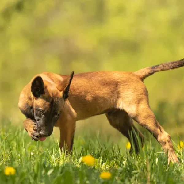 Hookworm Infection in Dogs