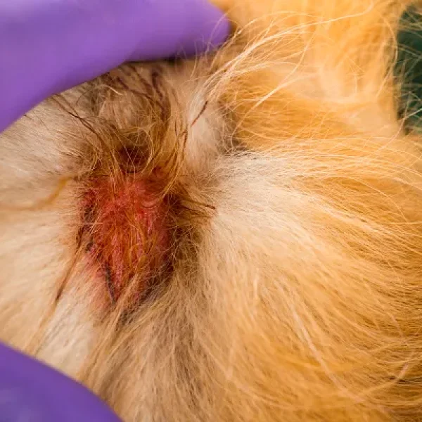 Hot Spots in Dogs