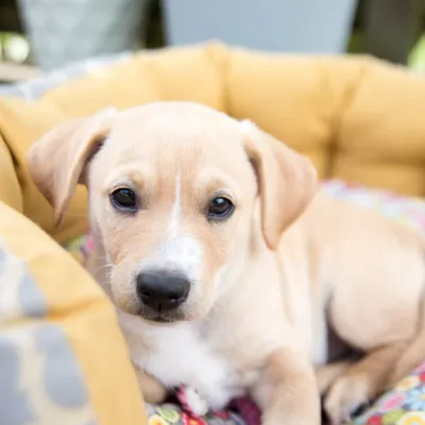 House Training for Puppies and Dogs