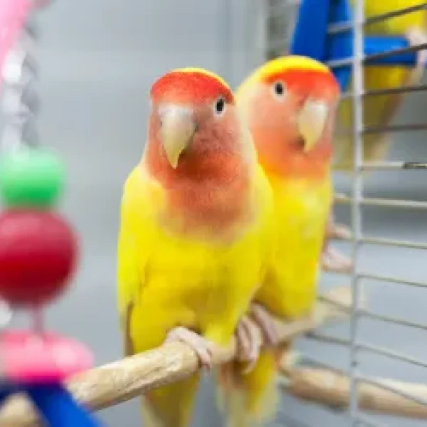 Household Hazards and Dangers to Birds