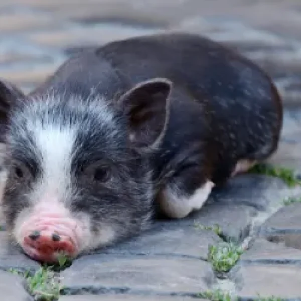 Housing and Environment for Your Mini-Pig