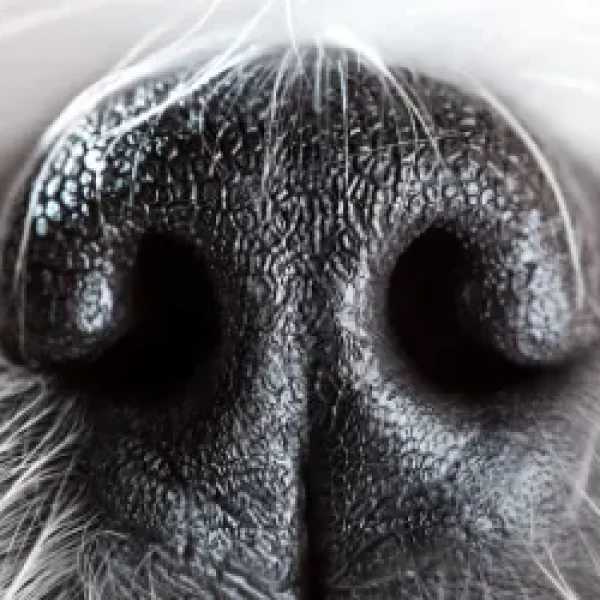How Dogs Use Smell to Perceive the World