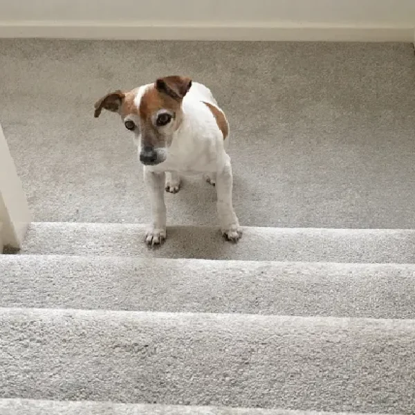 How to Recognize Pain in Aging Dogs