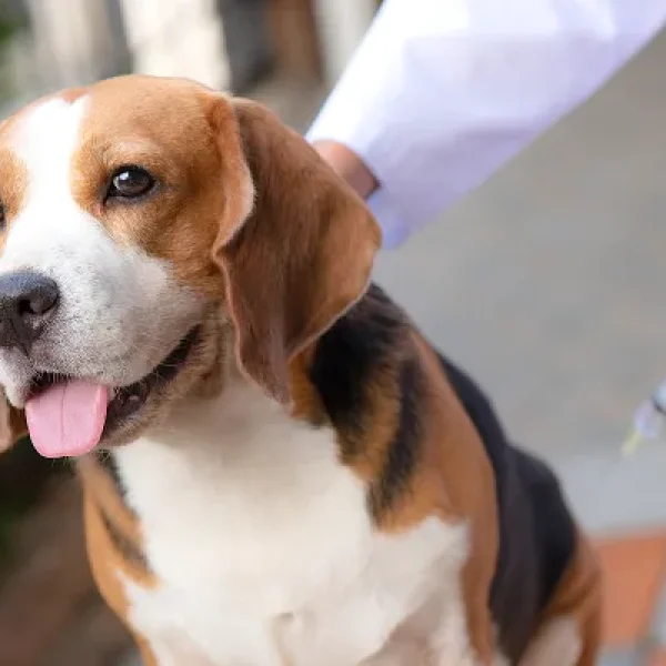 Imidocarb Dipropionate