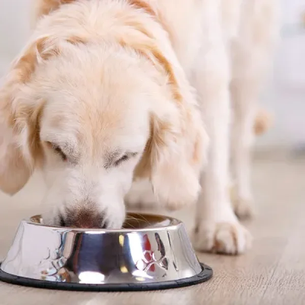 Implementing an Elimination-Challenge Diet Trial Dog