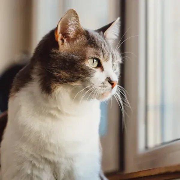 Indoor Cats and Infectious Disease